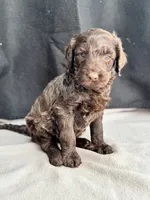 Holly, a female Labradoodle for sale in Archbold, OH – Photo 4 of 8