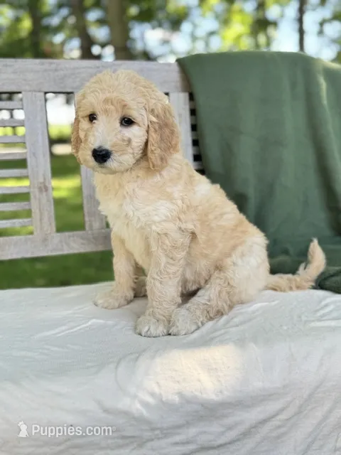 Harper – Labradoodle puppy for sale in Archbold, OH