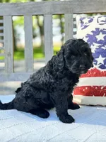 Betsy, a female Labradoodle for sale in Archbold, OH – 3 of 4