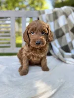 Winston, a male Labradoodle for sale in Archbold, OH – 4 of 5