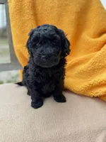 Dane, a male Labradoodle for sale in Archbold, OH – Photo 6 of 7