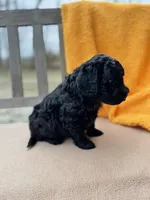 Dane, a male Labradoodle for sale in Archbold, OH – Photo 3 of 7