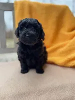 Dane, a male Labradoodle for sale in Archbold, OH – Photo 4 of 7