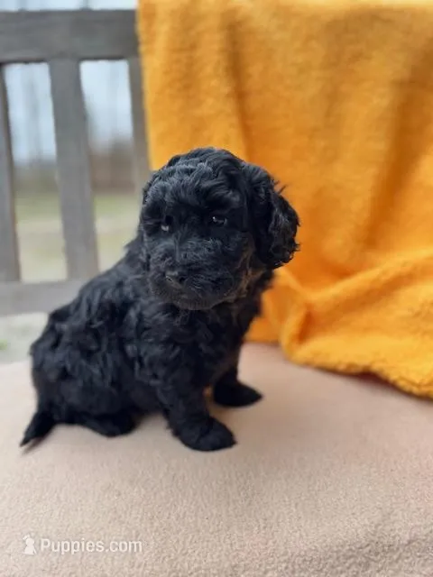 Dane – Labradoodle puppy for sale in Archbold, OH