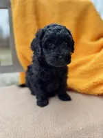 Dane, a male Labradoodle for sale in Archbold, OH – Photo 7 of 7