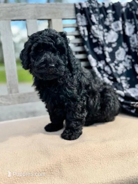 Dane – Labradoodle puppy on hold in Archbold, OH