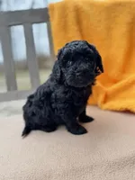 Dane, a male Labradoodle for sale in Archbold, OH – Photo 2 of 7