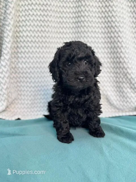 Dane – Labradoodle puppy for sale in Archbold, OH