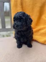 Dane, a male Labradoodle for sale in Archbold, OH – Photo 5 of 7