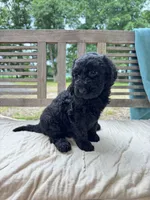 Nova, a female Labradoodle for sale in Archbold, OH – 5 of 5