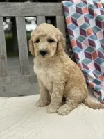 Harper, a female Labradoodle for sale in Archbold, OH – 4 of 5