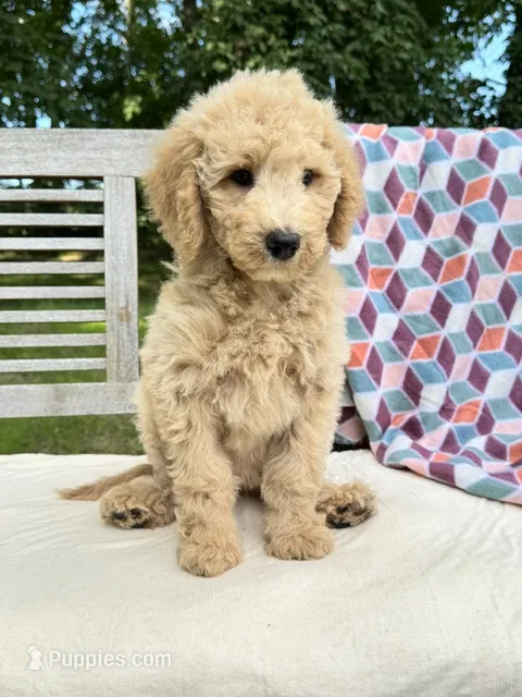 Pearl – Labradoodle puppy for sale in Archbold, OH