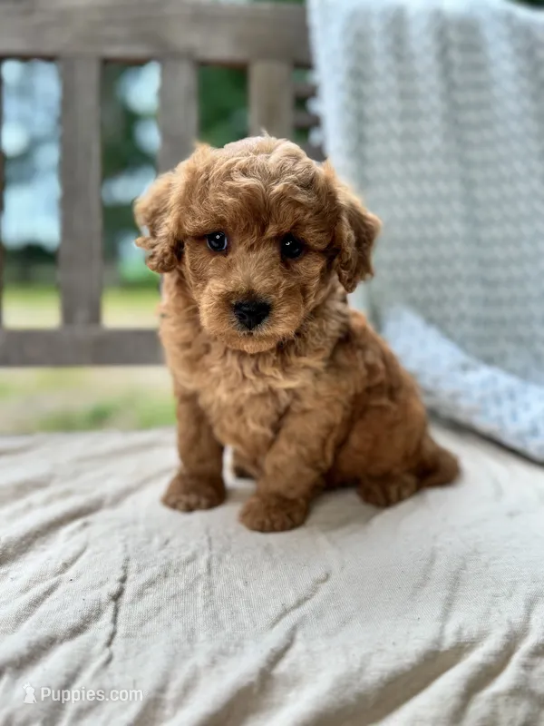 Annie – Miniature Labradoodle puppy for sale in Archbold, OH