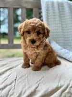 Annie, a female Miniature Labradoodle for sale in Archbold, OH – 1 of 6