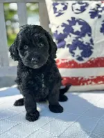 Betsy, a female Labradoodle for sale in Archbold, OH – 1 of 4