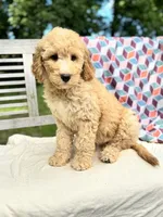 Savannah, a female Labradoodle for sale in Archbold, OH – 3 of 6