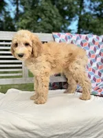 Zoe, a female Labradoodle for sale in Archbold, OH – 3 of 7