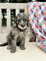 Brody, a male Labradoodle for sale in Archbold, OH – 4 of 6