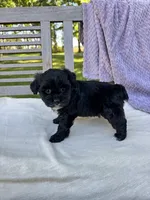 Minnie, a female Schnoodle for sale in Archbold, OH – 3 of 6
