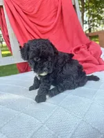 Piper, a female Poodle - Miniature  for sale in Archbold, OH – 2 of 5