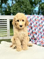 Savannah, a female Labradoodle for sale in Archbold, OH – 2 of 6
