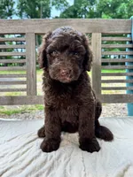 Lucy, a female Labradoodle for sale in Archbold, OH – 6 of 6