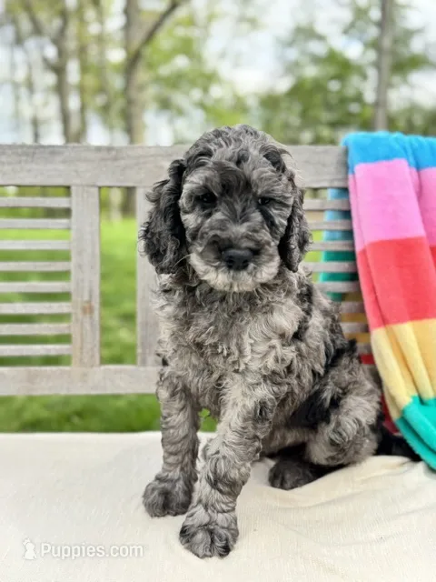 Butch – Labradoodle puppy for sale in Archbold, OH