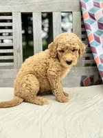 Claire, a female Labradoodle for sale in Archbold, OH – 4 of 4