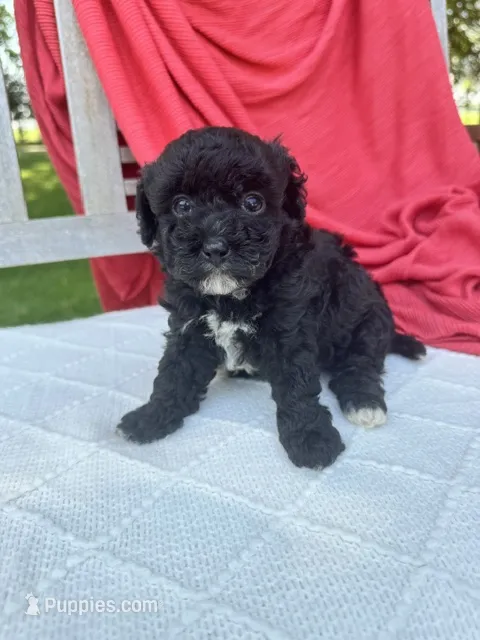Piper – Poodle - Miniature  puppy for sale in Archbold, OH