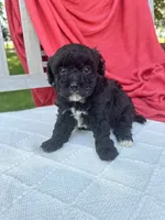 Piper, a female Poodle - Miniature  for sale in Archbold, OH – 1 of 5