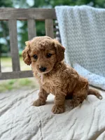 Madeline, a female Miniature Labradoodle for sale in Archbold, OH – 2 of 6