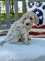 Nelson, a male Labradoodle for sale in Archbold, OH – 5 of 5