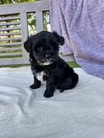 Minnie, a female Schnoodle for sale in Archbold, OH – 2 of 6