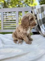 Baxter , a male Labradoodle for sale in Archbold, OH – 3 of 5