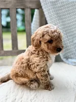 Norris, a male Miniature Labradoodle for sale in Archbold, OH – 4 of 5