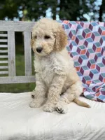 Magnolia, a female Labradoodle for sale in Archbold, OH – 2 of 5