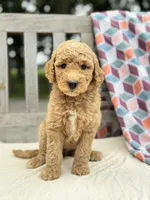 Claire, a female Labradoodle for sale in Archbold, OH – 2 of 4
