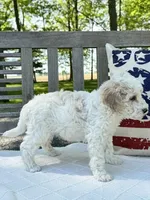 Stanley, a male Labradoodle for sale in Archbold, OH – 3 of 5