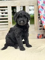 Lola, a female Labradoodle for sale in Archbold, OH – 2 of 5