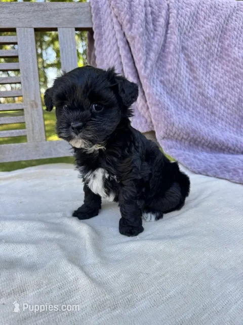 Minnie – Schnoodle puppy for sale in Archbold, OH