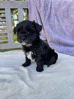 Minnie, a female Schnoodle for sale in Archbold, OH – 1 of 6
