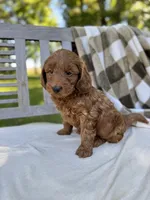 Winston, a male Labradoodle for sale in Archbold, OH – 2 of 5