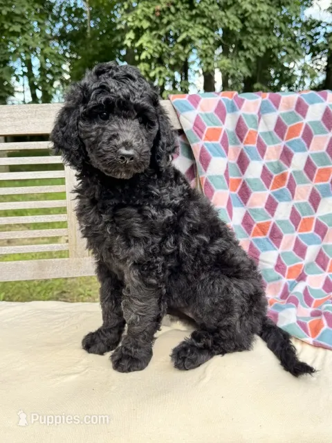 Lola – Labradoodle puppy for sale in Archbold, OH