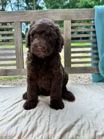 Lucy, a female Labradoodle for sale in Archbold, OH – 4 of 6