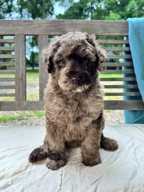 Marley – Labradoodle puppy for sale in Archbold, OH