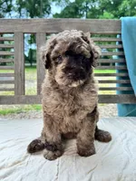 Marley, a female Labradoodle for sale in Archbold, OH – 1 of 5