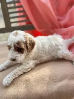 Mya, a female Miniature Labradoodle for sale in Archbold, OH – Photo 3 of 4