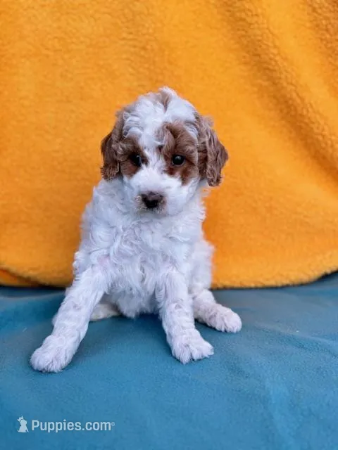 Mya – Miniature Labradoodle puppy for sale in Archbold, OH