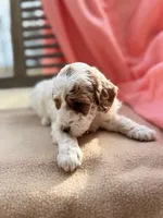 Mya, a female Miniature Labradoodle for sale in Archbold, OH – Photo 4 of 4