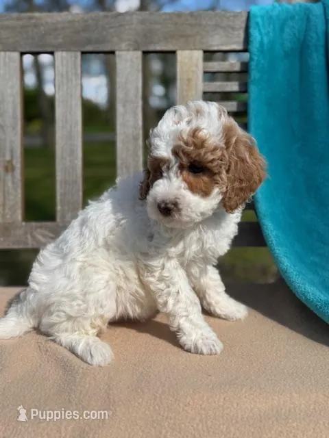 Mya – Miniature Labradoodle puppy for sale in Archbold, OH
